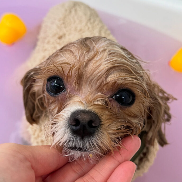 481473058_17871565518296949_7151085070732676863_n