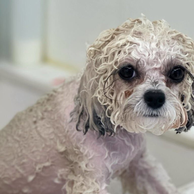 503919577_2179480402490850_4654508240171981587_n